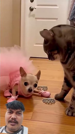 Tiny Chihuahua vs Big Dogs 😅🐶 | Sabse Dangerous Chhota Dog! 🔥😂#shorts