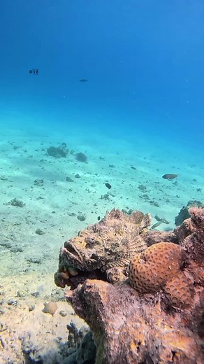 1.9K views | The Scorpaenidae (also known as scorpionfish) are a family of mostly marine fish that includes many of the world's most venomous species. As their name suggests, scorpionfish have a type of "sting" in the form of sharp spines coated with venomous mucus. | Seazone Innovative | Facebook