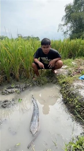 Musim Kemarau Aku Menemukan Ikan Toman Monster Dan Ikan Belida Berukuran Monster #toman #belida