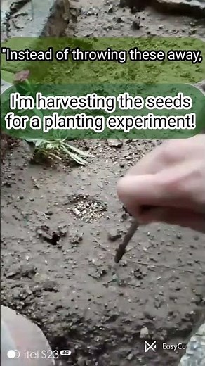 How to Grow Avocado from Seed | Planting Experiment #garden #avocadocare #gardening