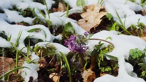Lungwort flowers covered with snow and ice close up. Springtime wild flowers in european forest. Pulmonaria officinalis known as lungwort, common lungwort, Mary's tears or Our Lady's milk drops.