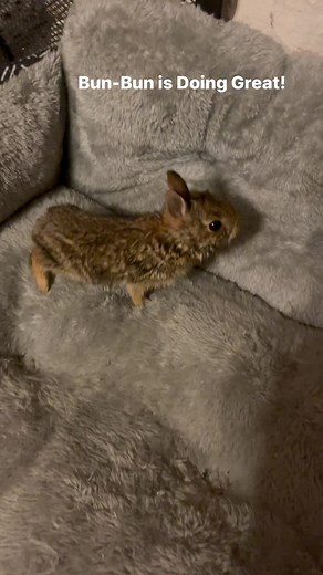 10K views · 358 reactions | Rescue Rabbit is doing awesome and loving life. A lot of folks told me it would be hard to save a Cotton Tail and truthfully it is. But we got this.  #viral #pets #bunnies #rabbits #rescue #rescuedismyfavoritebreed #outdoors #nature #chrisgarage78 | ChrisGarage 78 | Facebook