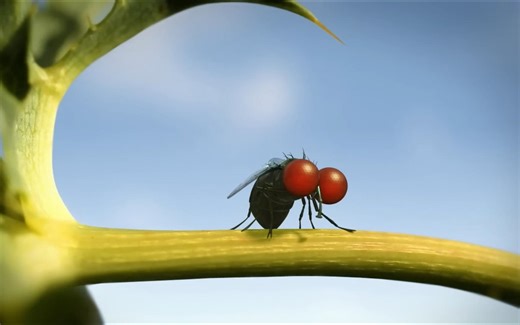 微观小世界Minuscule