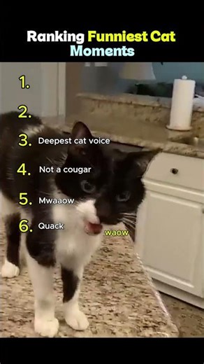 Ranking Funniest Cat Moments #bloopers #funny #cat