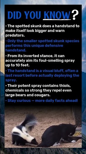 Skunk Handstand: Why It Stands Before It Sprays