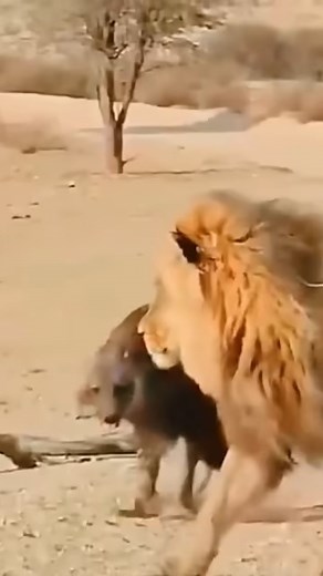 The hybrid of a hyena and a wild dog- Part 1 #shortsvideo #wildanimals | Wildwood Living