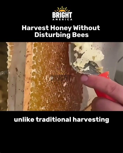 Harvest Honey Without Disturbing Bees