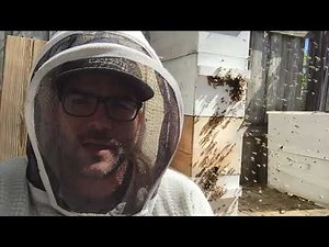 Urban Beekeeping - Lots of Bees Flying Around Hive