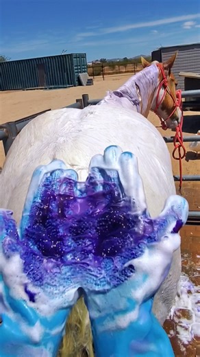 Why Do Groomers Use Purple Shampoo on Horses?