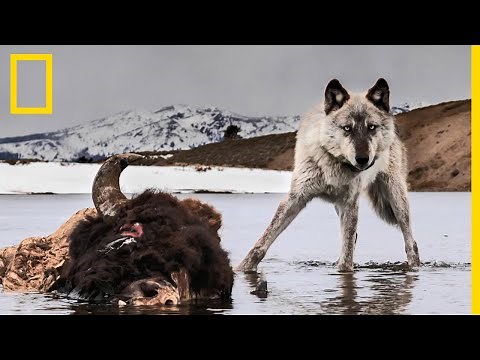 Un explorateur nous parle de sa rencontre avec des loups blancs sauvages