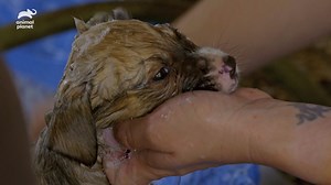 Rub-a-dub dub, there are puppies in the tub! 🛁 🐶 Don't miss a new episode of #PitBullsandParolees Saturday at 9p ET on Animal Planet! | Pit Bulls and Parolees