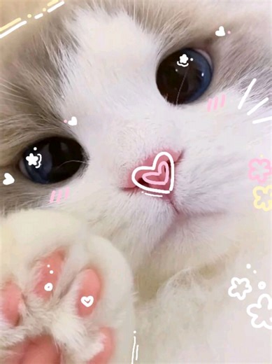 cute #robloxcondos #robloxcondogames #condominium #shinecons2025 #cutecats