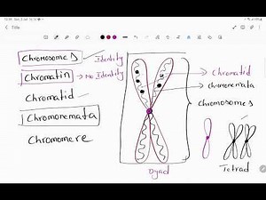 chromosome, chromatin, chromomere, chromonemata, Nucleus, Nucleolus,Nuclein, Nucleolus pore,Nuclein