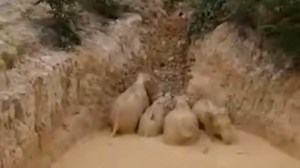 Stuck elephants wrestle themselves out from mud