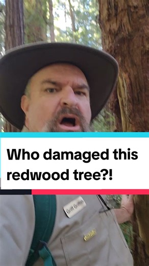 Understanding Biodiversity in Redwood Forests