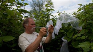 Japanese knotweed's spread is a problem: A Cornell professor is working on a solution