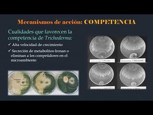 Trichoderma sp. y su uso como control biológico en cultivos | Seminario Biología de Hongos