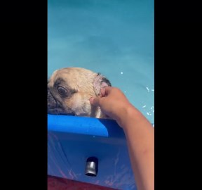 Pug cools off in paddling pool to escape summer heat