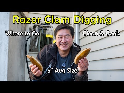 Best WA Beach for Giant Razor Clam Limits! My No Cracks Dig Technique | Catch & Cook | Thai Stirfry