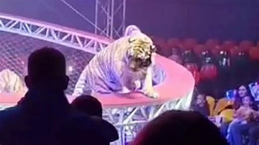 Terrifying moment tiger escapes during circus routine and prowls past families