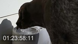 For everyone across the country of Canada (I believe??) if you have Telus Optik, if you go into On Demand, you can search up this documentary all about us and our Kennel! It's called "Walk a Mile in My Paws". We had so much fun filming with Eldritch Media - they are true professionals! They did everything on this one, we just stood in front of the camera for the most part. This gives you a fantastic look into WHY we do what we do, and how it IS our lives! We have been waiting MONTHS to share thi