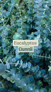 L'Eucalyptus Gunnii, aussi appelé gommier cidre, se distingue par son feuillage bleu-argenté très lumineux et son parfum frais ❄️ Il a besoin d'espace et doit être installé en plein soleil ! #EucalyptusGunnii #eucalyptus #plantes #feuillagebleu #planteodorante | Thibault Pépinieriste