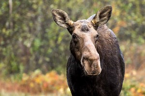 Moose Mating Season: When Do They Breed?