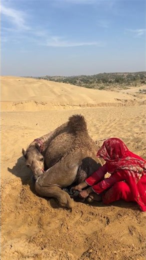 امرأة تتعامل بحذر مع أنبوب أسود تحت الجمل في الصحراء