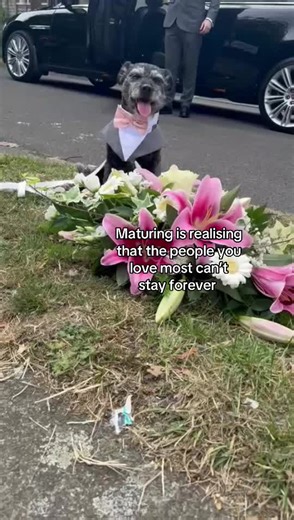 This dog at mum’s funeral 🥹 she knew it was her nanny #dog #dogs #dogsoftiktok #dogtok #doglife #cutedog #cutedog #seniordog