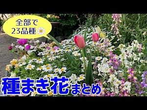 種まきでつくる春の庭【全23品種まとめ】｜春の花｜パンジー｜ビオラ｜ネモフィラ｜クリサンセマム｜リナリア｜ロベリア｜スイートピー｜矢車菊｜紫花菜｜クリムゾンクローバー｜勿忘草｜オルレア｜ガーデニング｜
