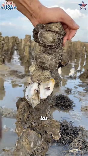 Oyster farming process.#foryou #animals #food #world #didyouknow