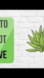 HOW TO REPOT AGAVE | PLANTS 🌿