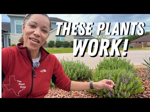 9 Underrated Texas Plants That Actually Solve Problems