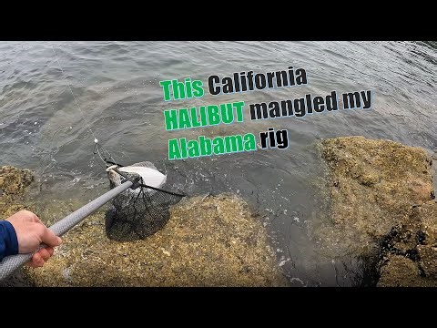 Catching HALIBUT during the shortest LUNCH session EVER!