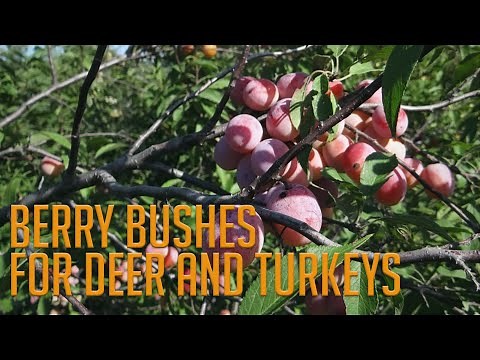 4 MUST HAVE Berry Bushes for Deer and Turkey