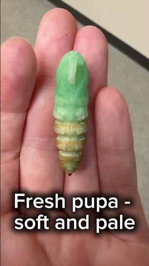 Tomato Hornworm Transformation