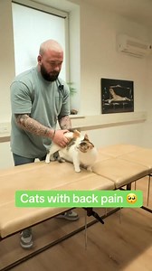 Cats with back pain 🥺🥺🥺 • • • #chiropractortiktok #foryou #asmr #animals #chiropractic #help #cat #cats #catoftiktok | Bones Hands Animals