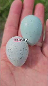 Quail over Chickens All Day Anyday #short #quail #chickens #homesteading