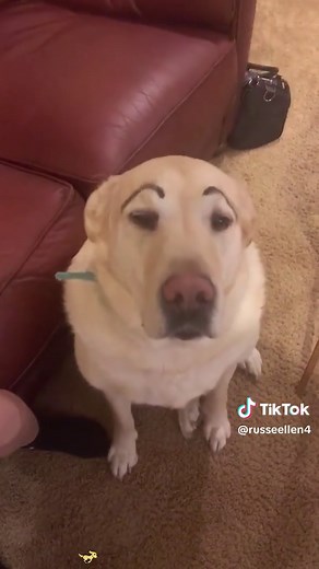 My dog has such expressive face, hahaha!🤣🤣🤣#dog #dogsoftiktok #dogexpressions #dogface #funny