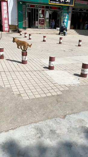 Agile Dog Navigates Urban Obstacle Course