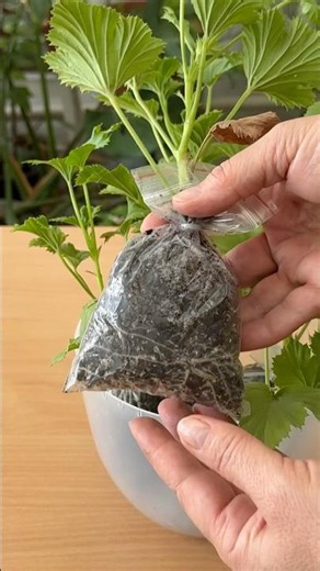 The Lazy Ziploc Geranium Hack! 100% Roots 🔥