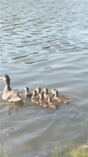 Duck Mom & 8 Baby Ducklings Take Their First Swim 🦆💛 #duck #nature #birds #love #animals