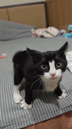 Katzenvideos süße Katzen Kätzchen 😻🐾 #kitty #katzen #kätzchen #catlover #cats #funny #cat