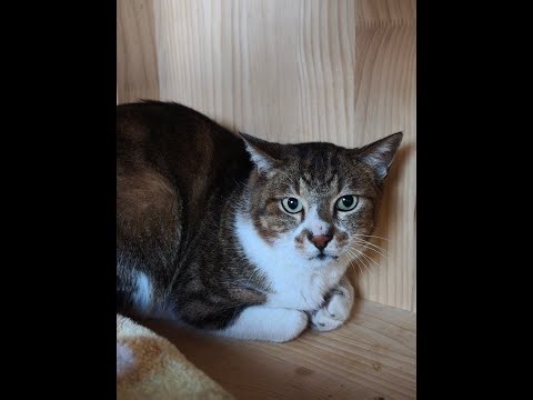 NEKO oasis ohana Live配信 3.10