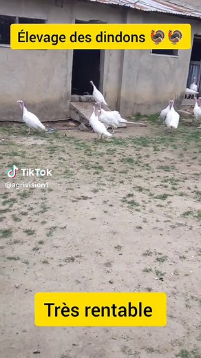 Élevage des dindons 🦃#agrivision #elevage #agriculture