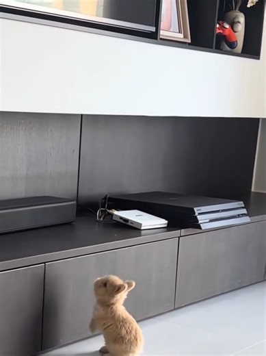Tinny bunny trying to climb on the wardrobe