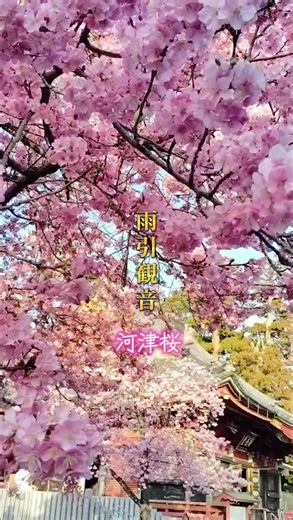 雨引山の中腹にある雨引山楽法寺（あまびきさんらくほうじ 通称 雨引観音）は、桜の名所として知られ、たくさんの観光客で賑わいます(桜) 河津桜やソメイヨシノなどの桜が約3千本植えられており、様々な桜が楽しめます🌸🌸🌸 #雨引観音 #河津桜 #絶景 #パワースポット #日本の風景