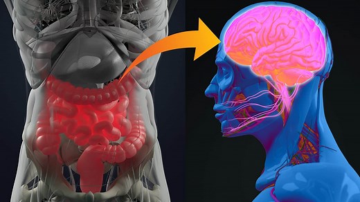 Doctors Explain the Gut-Brain Axis and How It Improves Health