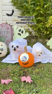 We gave the viral ghost trend a second try 😅 It’s definitely much harder to get a good photo of two dogs wearing ghost costumes 🫣👻 However, it went so much better than last year 👏 Maya managed to sit still for much longer than ever before 🥰👏 She’s come a long way, we rescued her just a year ago and look at her now! 👻🐾🐶👏 Best tiny chest chihuahua lady ever 😉 Now we need your help to decide which photo was the best? 👻 It’s very hard to choose! 😅 The best one we will select as our cale