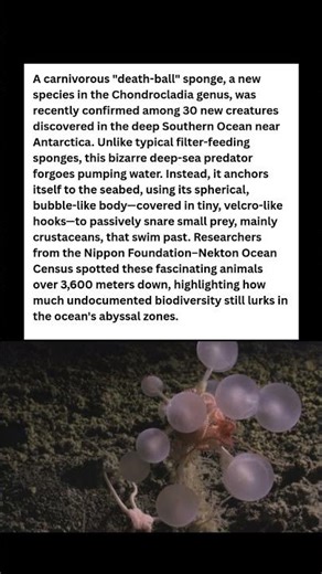 🥩 MEAT-EATING 'DEATH-BALL' Sponge Found in the Abyss! #wildlife #facts #shorts